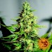 Acapulco Gold - Barney's Farm